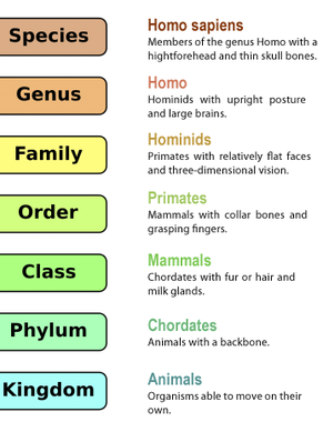 Human Classification Taxonomy Chart